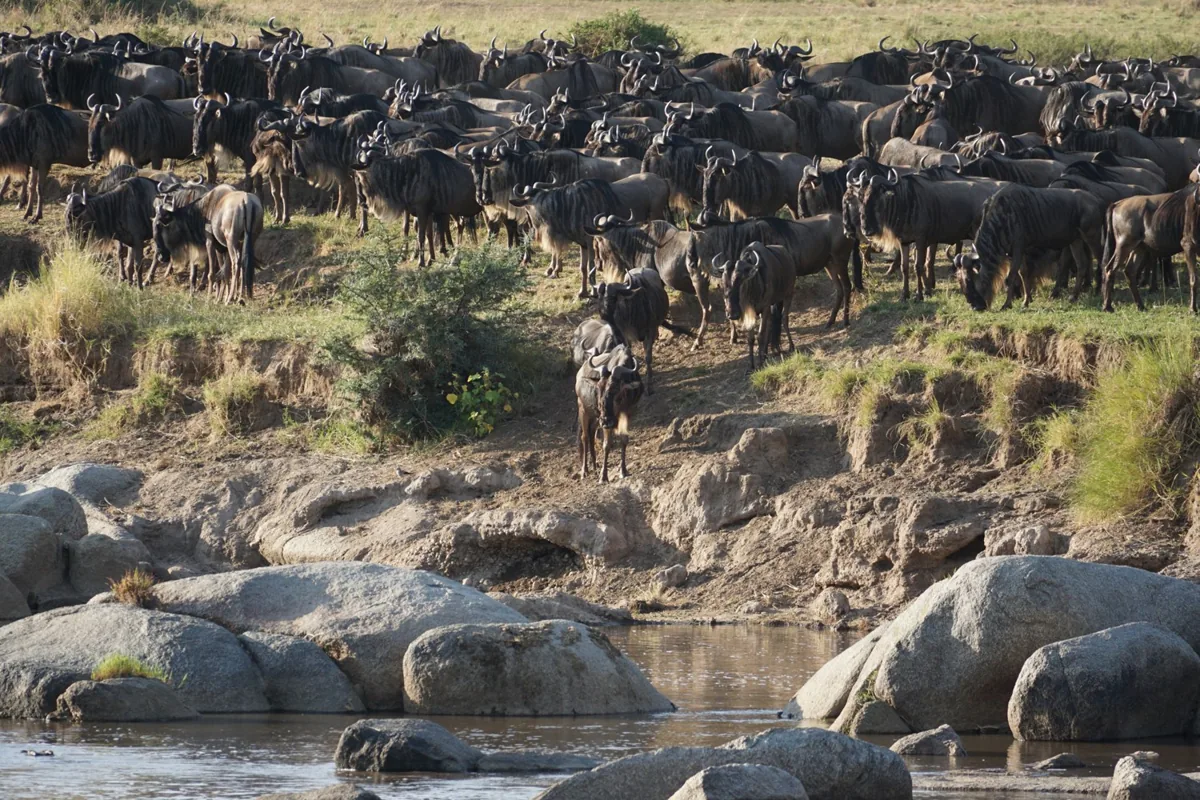 Herds gathering at the river