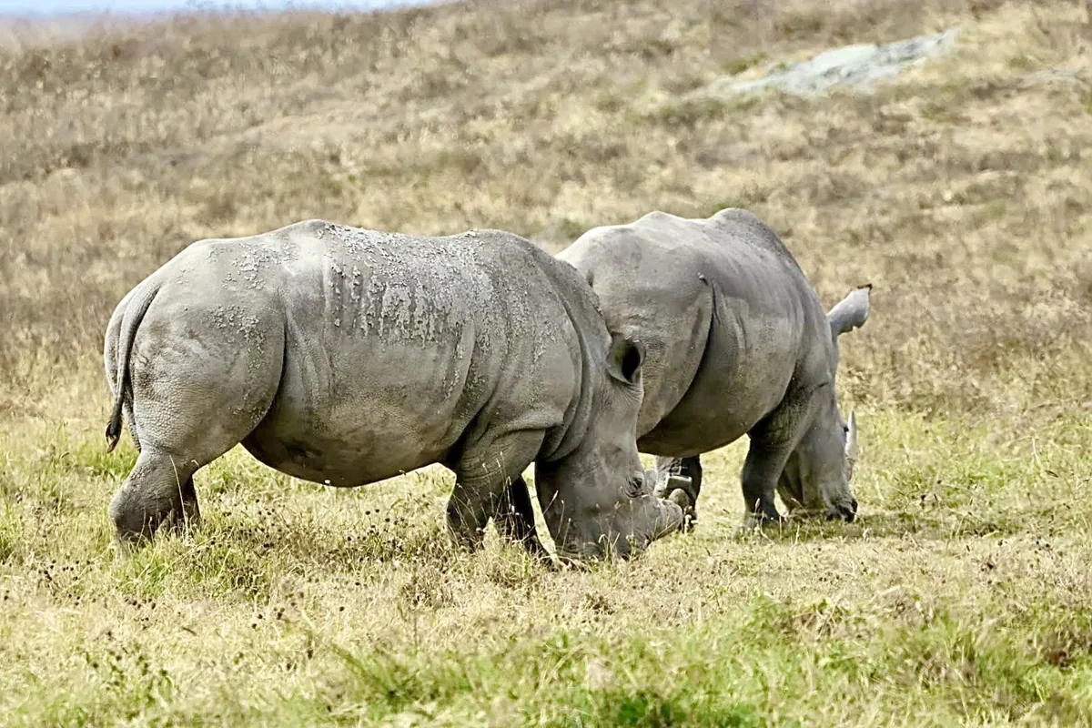 Rhinos in Ngorongoro