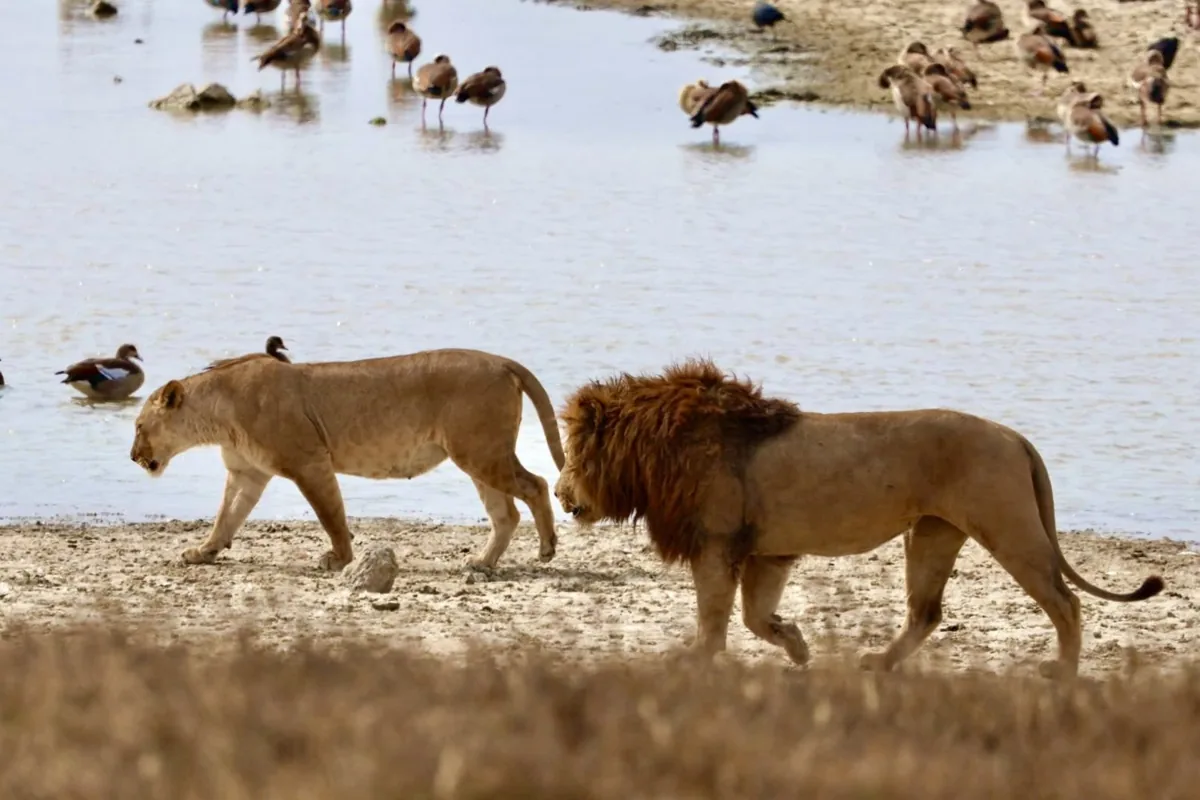 Lions on the move