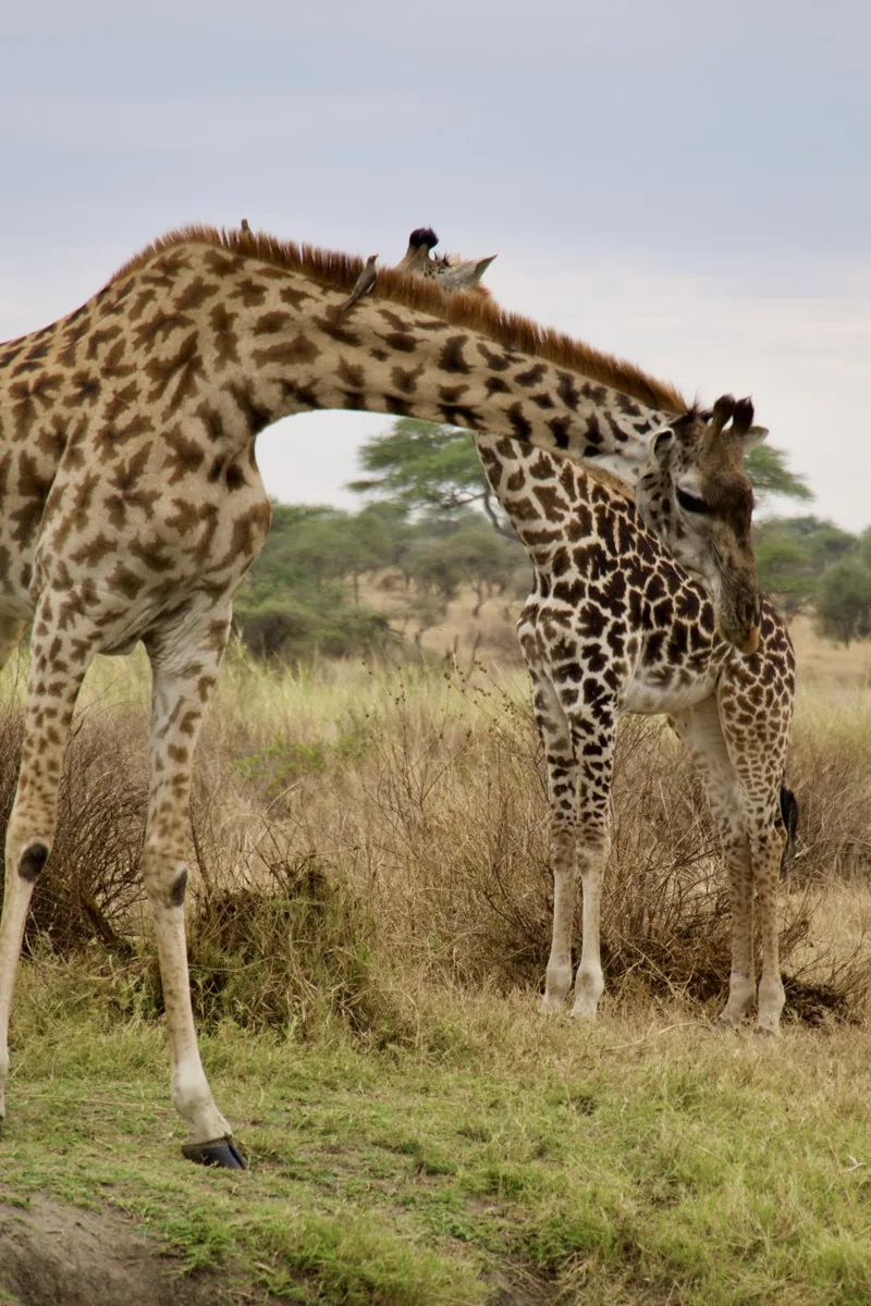 Giraffe encounter