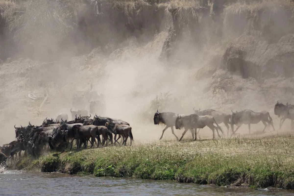 The great migration