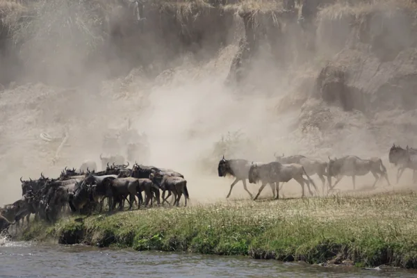 The Great Migration album cover