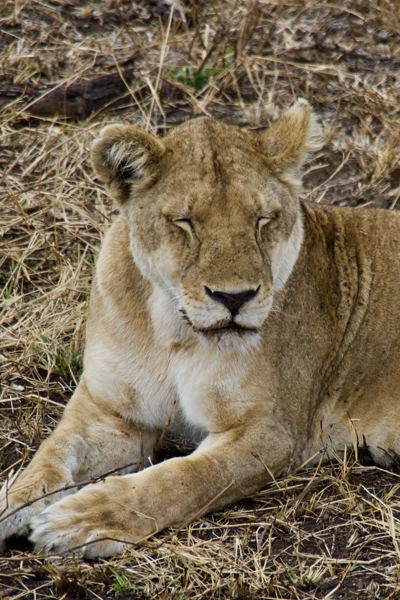 Lion resting in the shade
