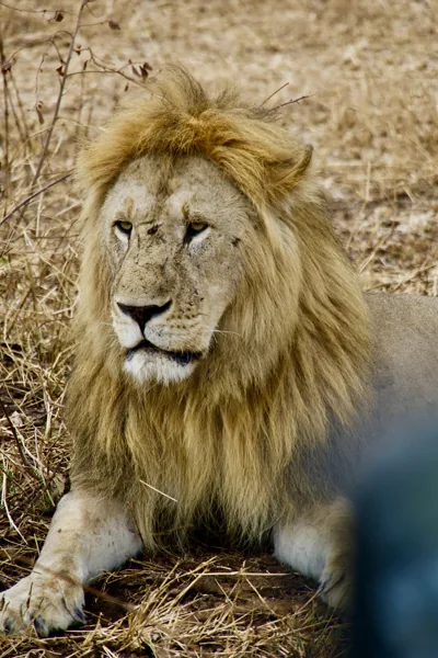 Lions album cover